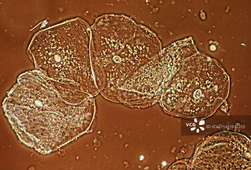 人口腔上皮细胞的LM图片素材
