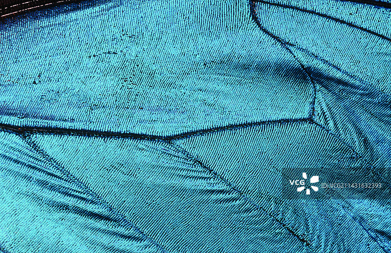 摩尔福蝴蝶蓝色翅膀的特写图片素材