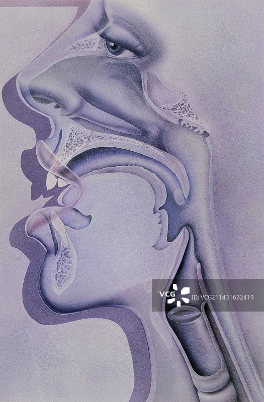 鼻子、嘴巴和喉咙的侧面艺术作品图片素材
