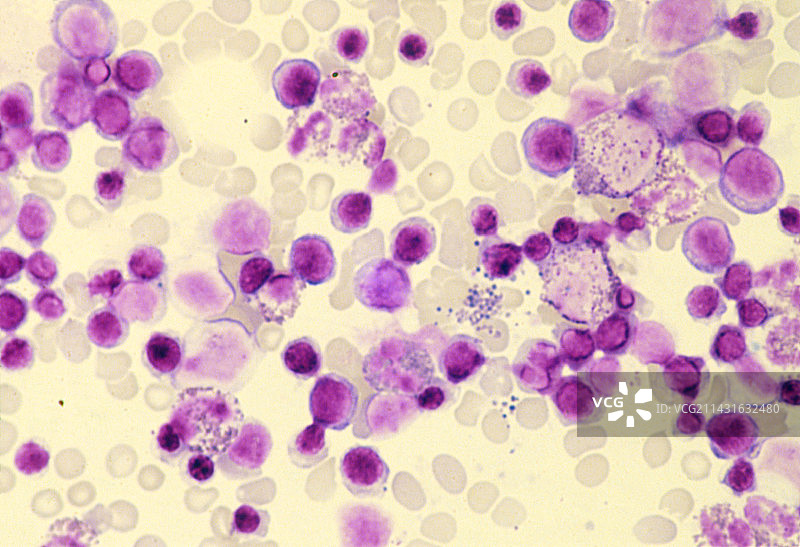 骨髓中血细胞生成的LM显微图图片素材