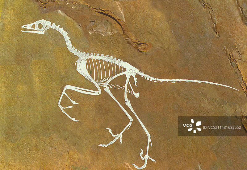 始祖鸟化石，最早的鸟类之一图片素材