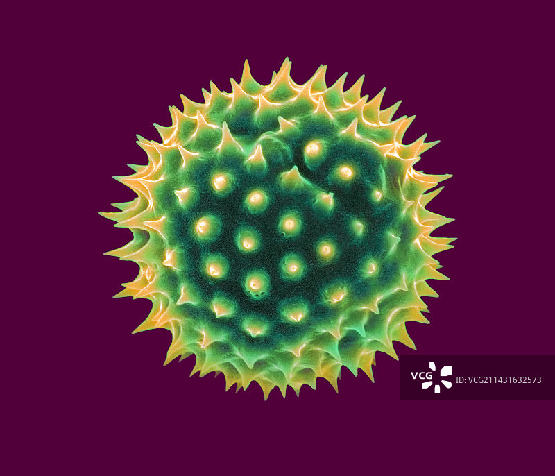 万寿菊花粉粒扫描电镜图图片素材