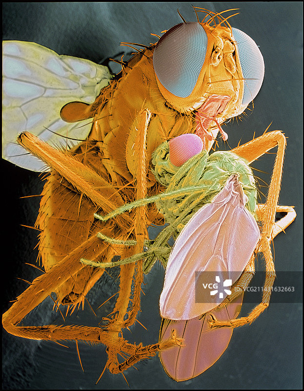 食蝇 Coenosia 蝇图片素材