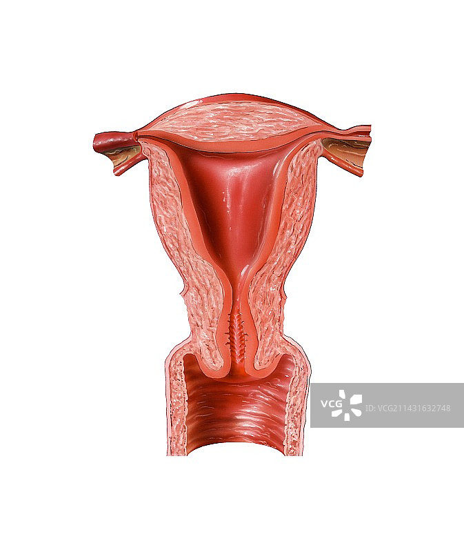 女性生殖系统图片素材