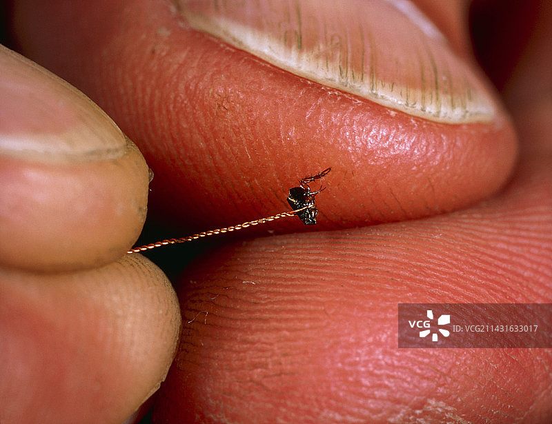 跳蚤马戏团图片素材