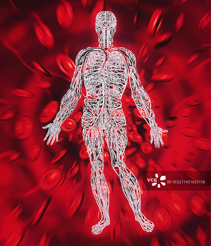 血液循环图片素材