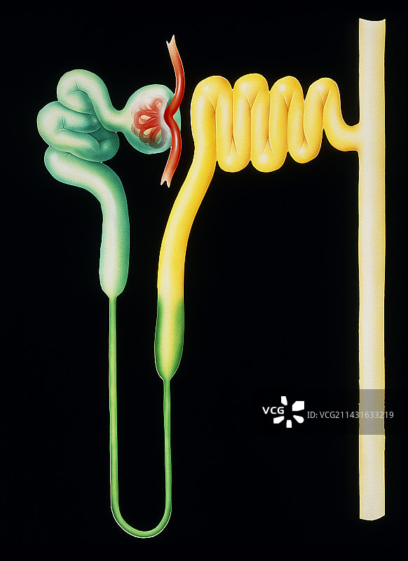 人肾脏的肾单位插图图片素材