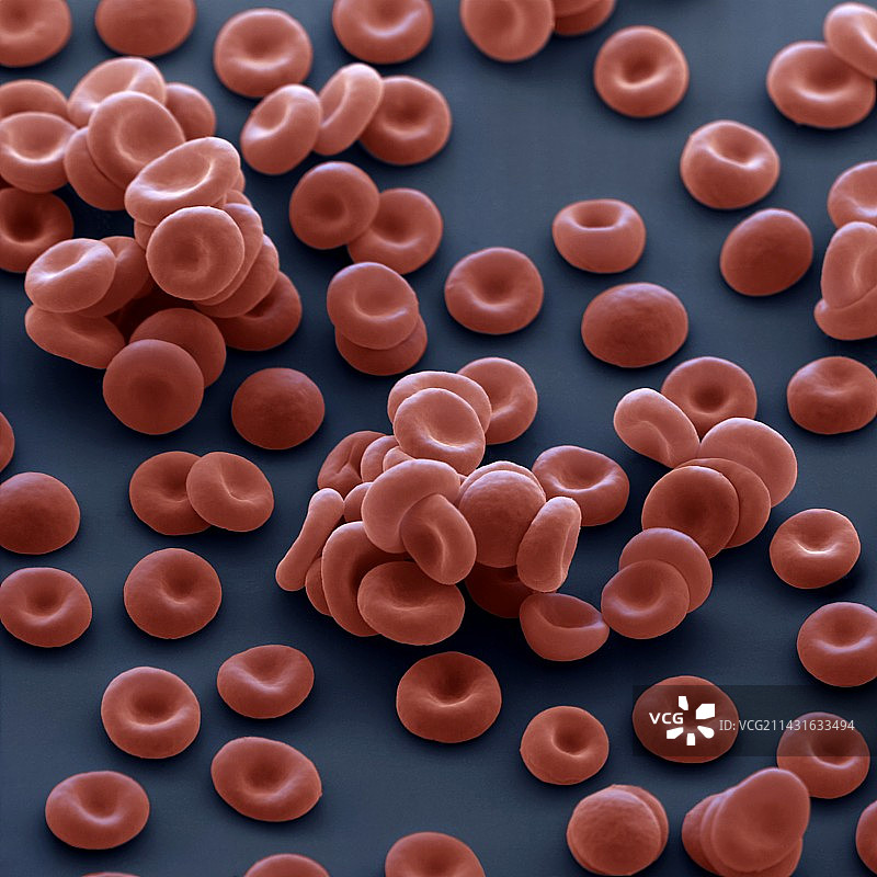 红细胞扫描电子显微镜图像图片素材