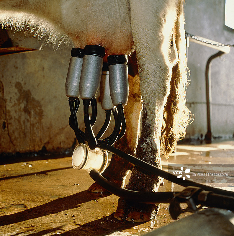 奶牛被挤奶机挤奶图片素材