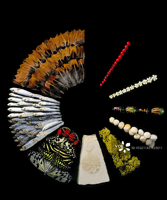 生物收藏图片素材