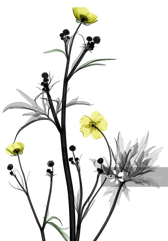 毛茛花X光片图片素材