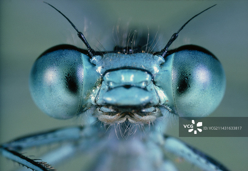 豆娘的头部和复眼图片素材