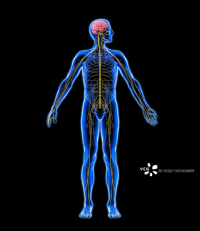 神经系统，艺术品图片素材