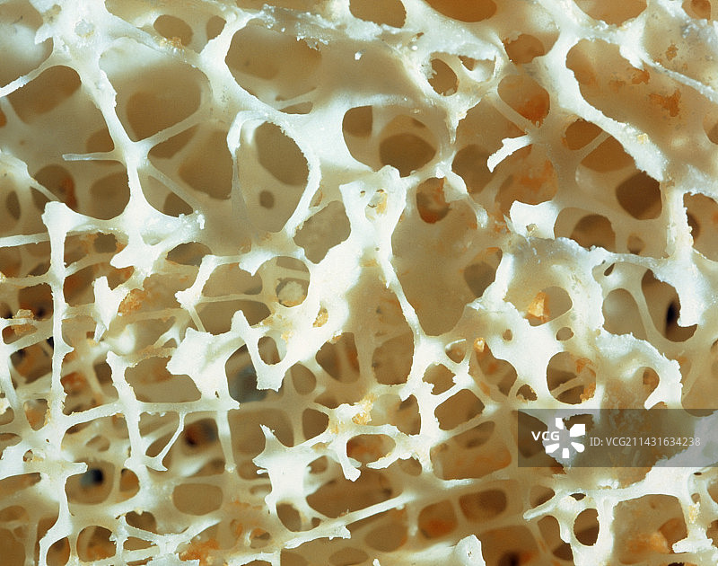 人体骨骼内部图片素材