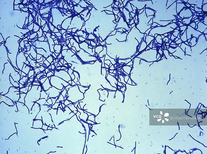 炭疽杆菌图片素材
