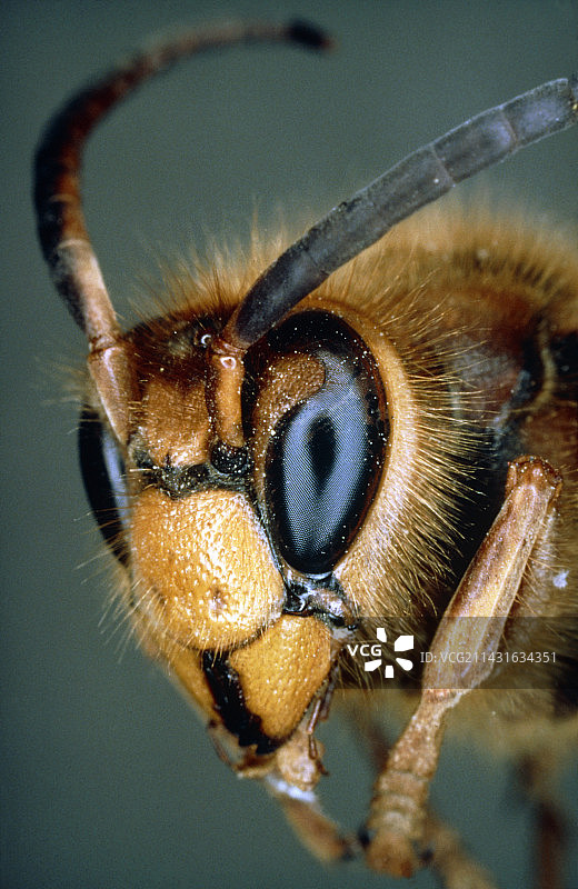 黄蜂头部微距照片图片素材