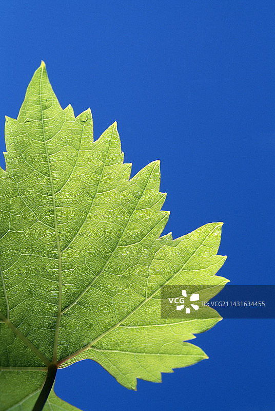 葡萄藤叶子图片素材