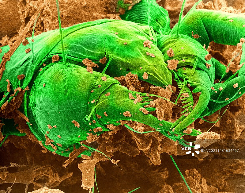 尘螨，扫描电子显微镜图片素材