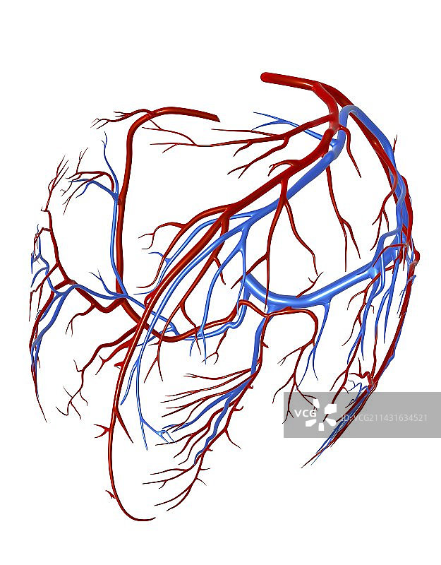 心脏冠状血管图片素材