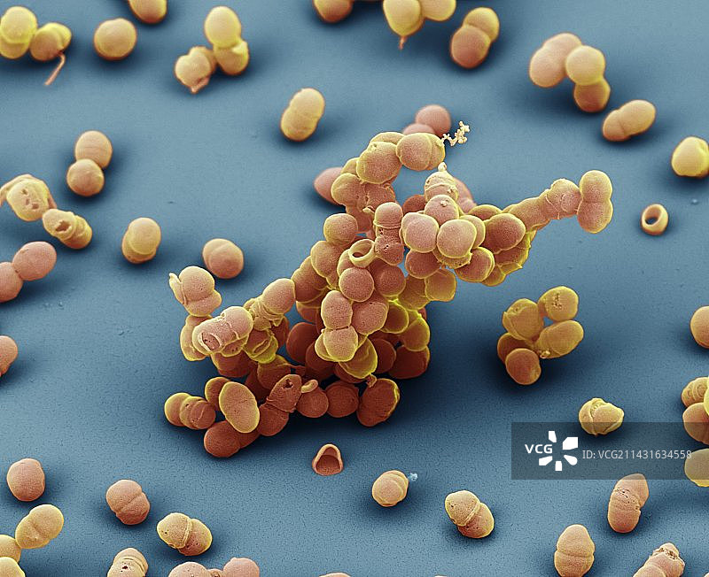 表皮葡萄球菌细菌，扫描电镜图片素材