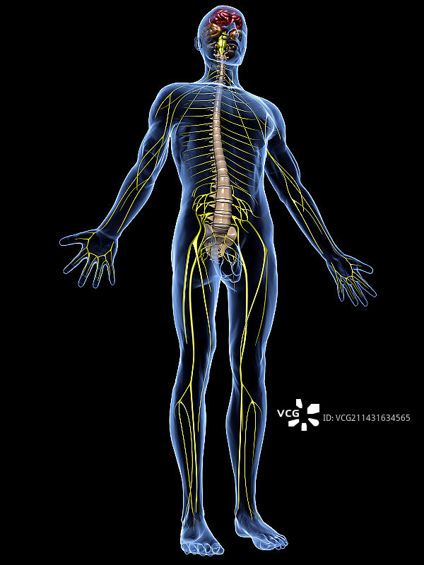 神经系统图片素材