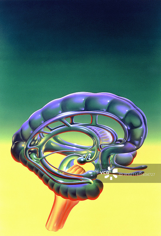 大脑边缘系统解剖结构插画图片素材