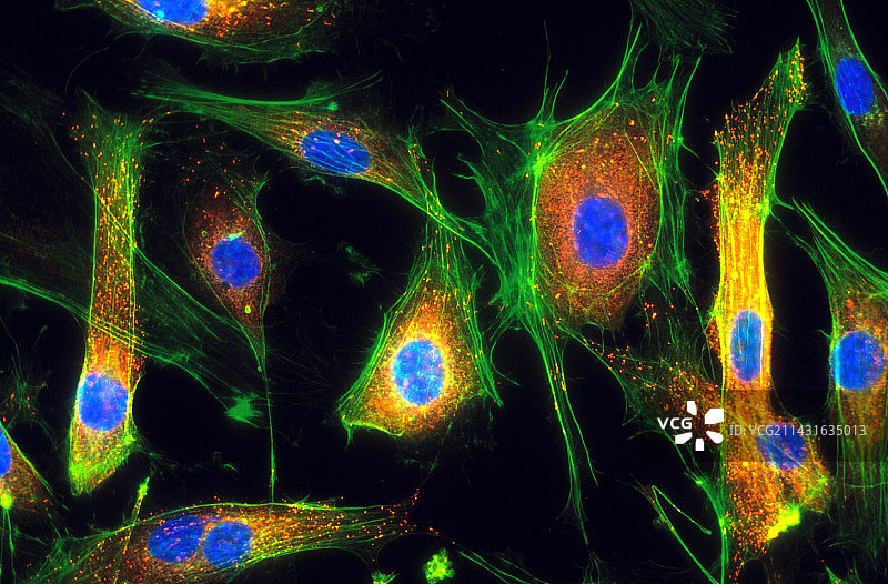 人类内皮细胞显微照片图片素材