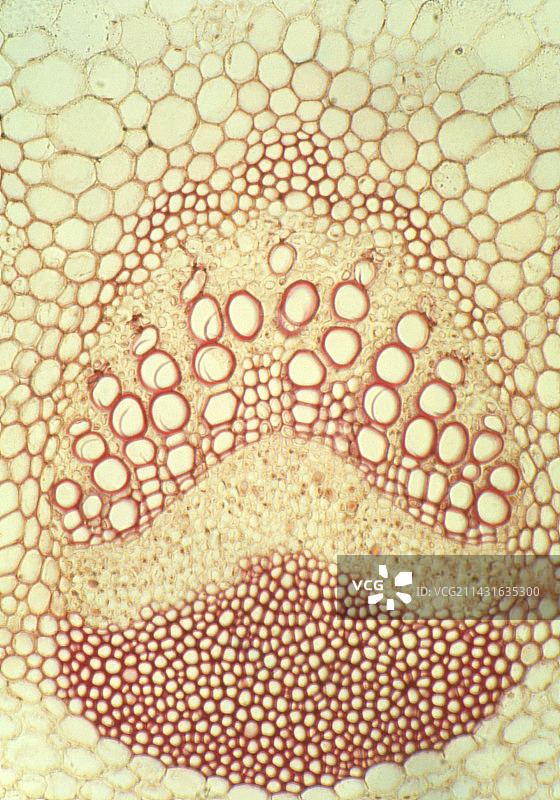 向日葵茎的横截面图片素材