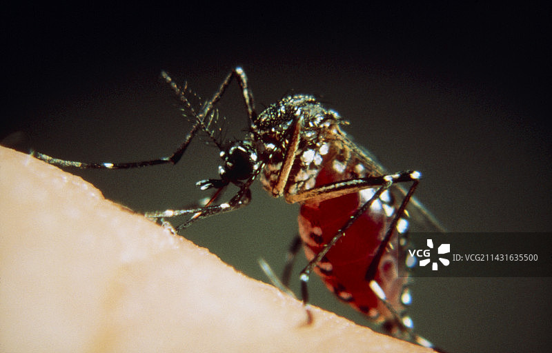 雌性黄热病蚊子特写照片图片素材