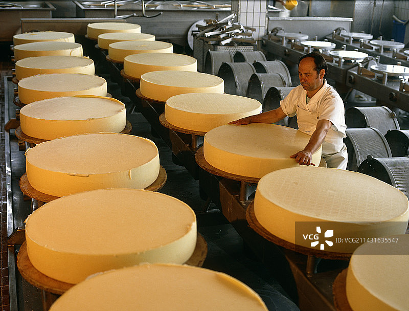 生产车间里处理压制生奶酪的工人图片素材