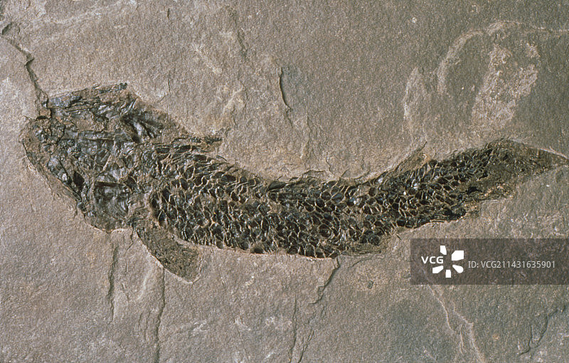 化石鱼图片素材