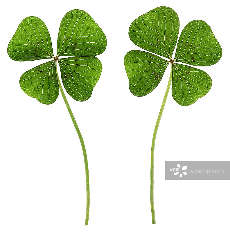 四叶草（车轴草属）图片素材