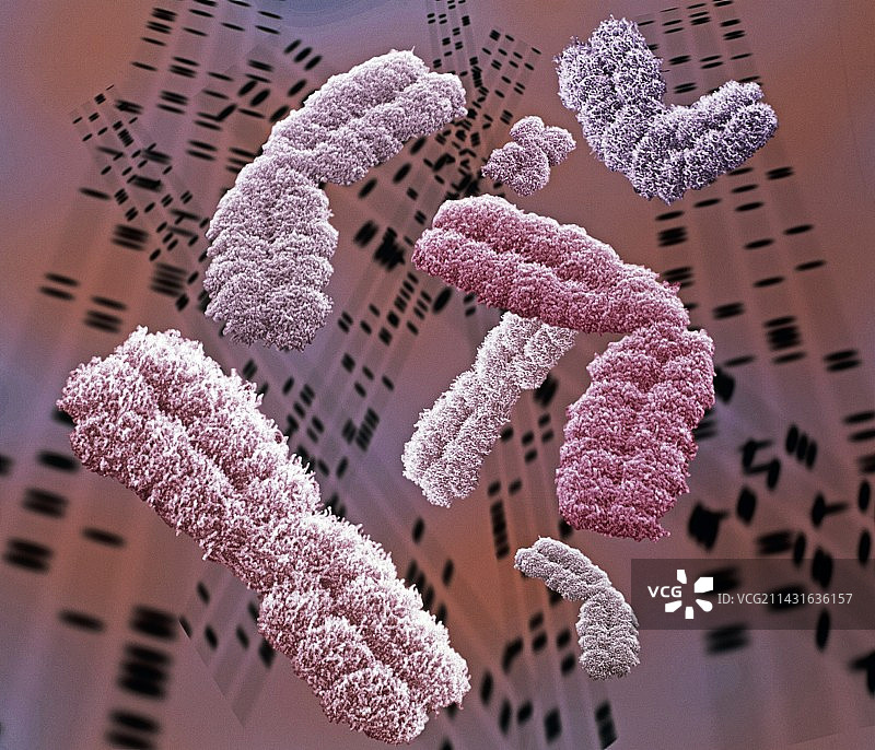 染色体扫描电镜图图片素材