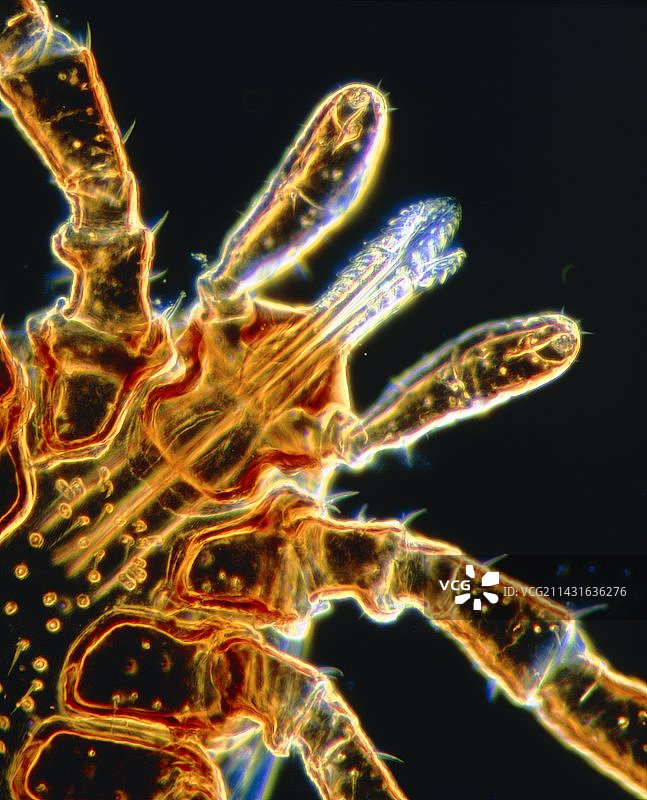 莱姆病蜱虫（硬蜱）头部的光学显微镜图像图片素材