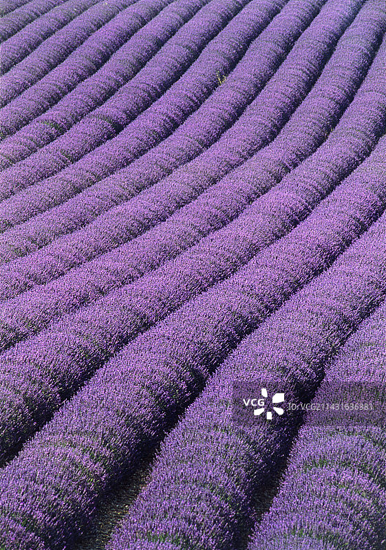 薰衣草田图片素材