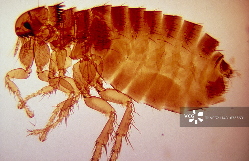 犬栉首蚤的显微镜图像图片素材
