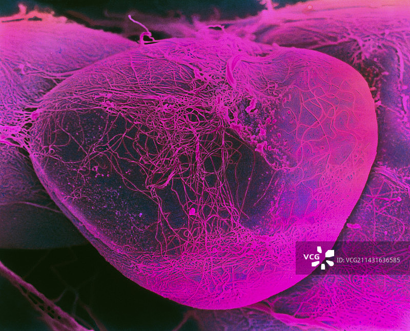 脂肪细胞扫描电镜图图片素材