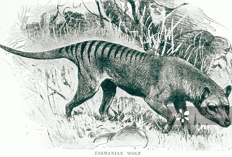 袋狼雕刻图案图片素材
