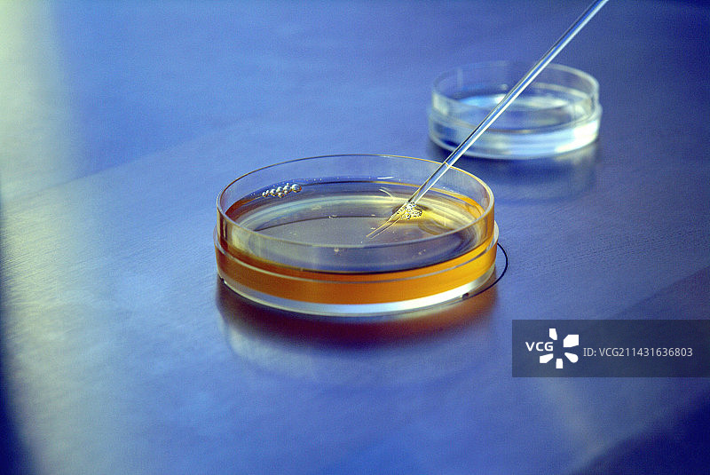 用于体外受精的卵子选择图片素材