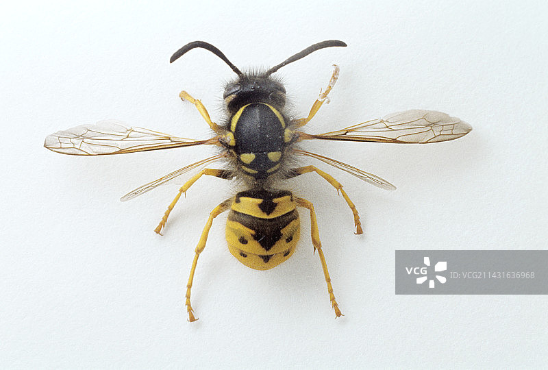 黄蜂图片素材