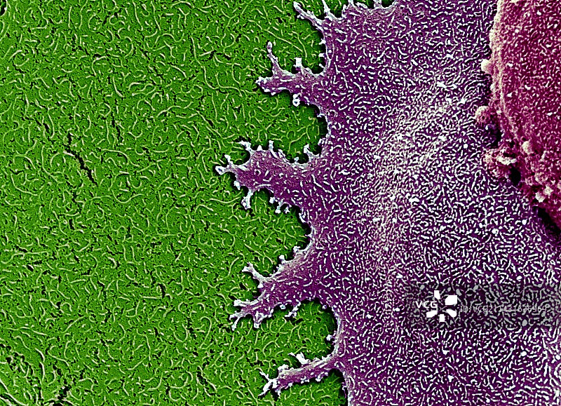 干细胞，扫描电子显微镜图片素材