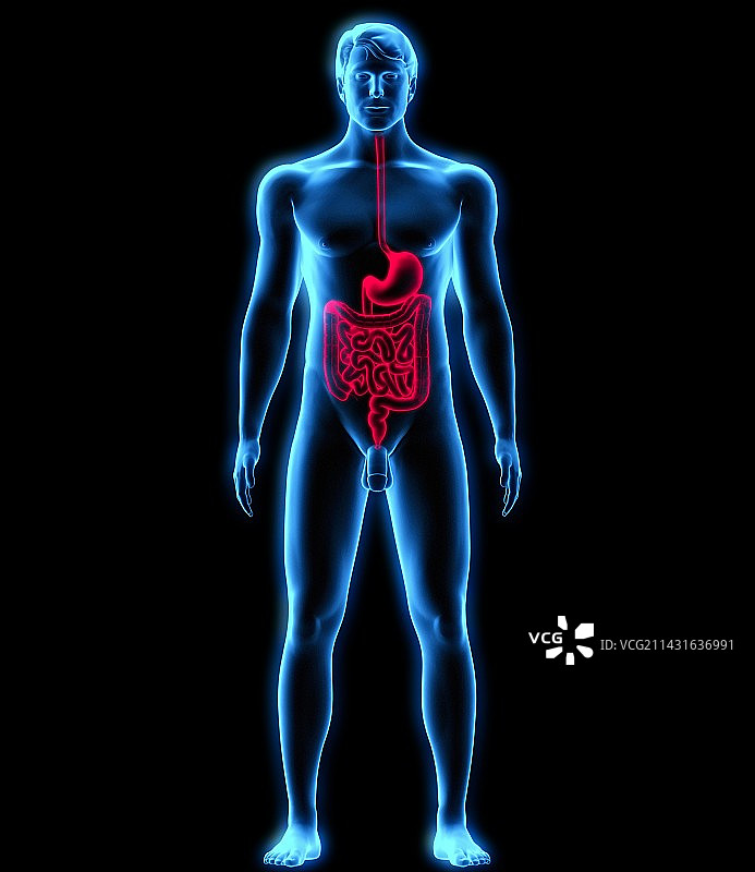 消化系统图片素材