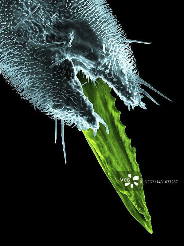蚊子口器扫描电镜图图片素材