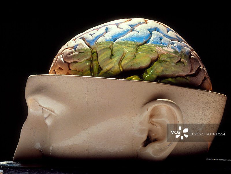 带剖面头骨的人脑模型图片素材