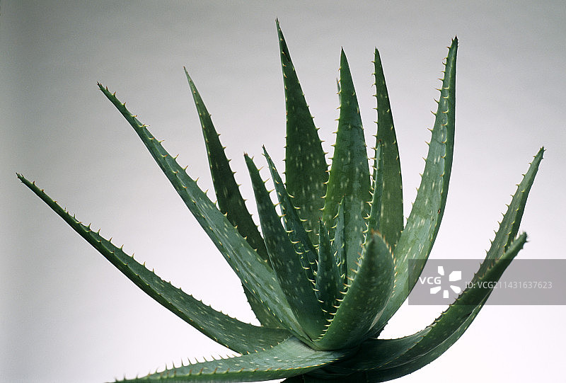 芦荟植物图片素材
