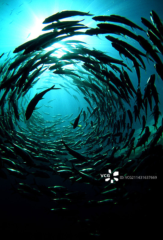 大眼鲹图片素材