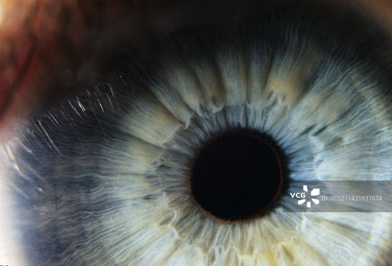 用于角膜移植的人眼图片素材