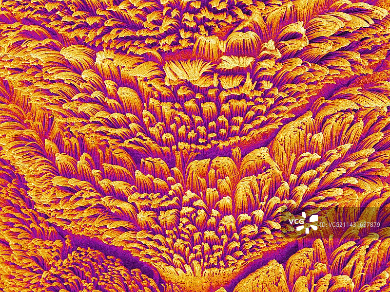 壁虎脚趾的底部图片素材