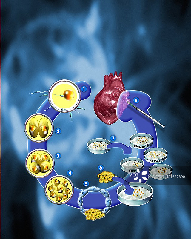 干细胞研究图片素材
