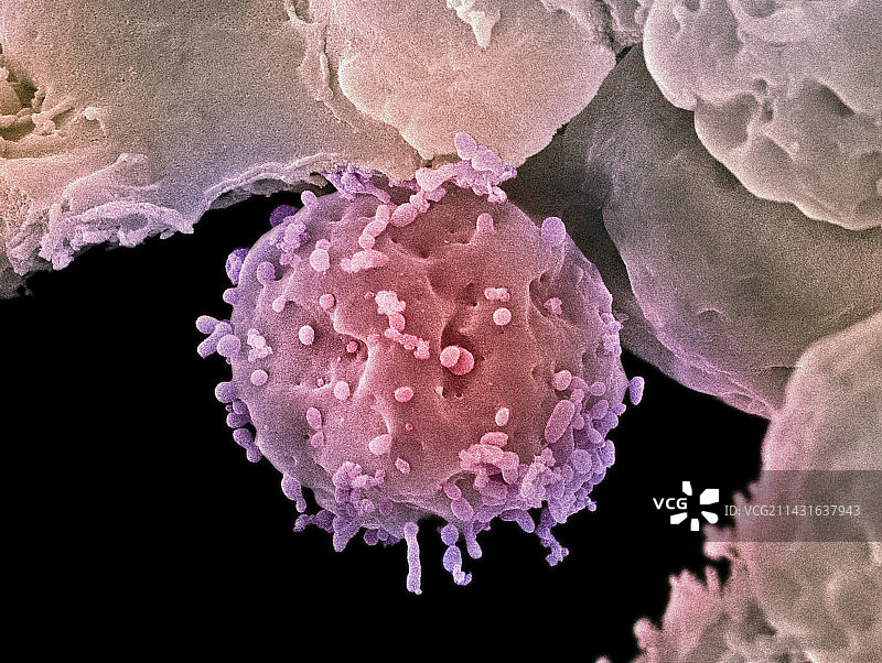 胚胎干细胞扫描电镜图图片素材